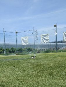 芝が綺麗ですよ。